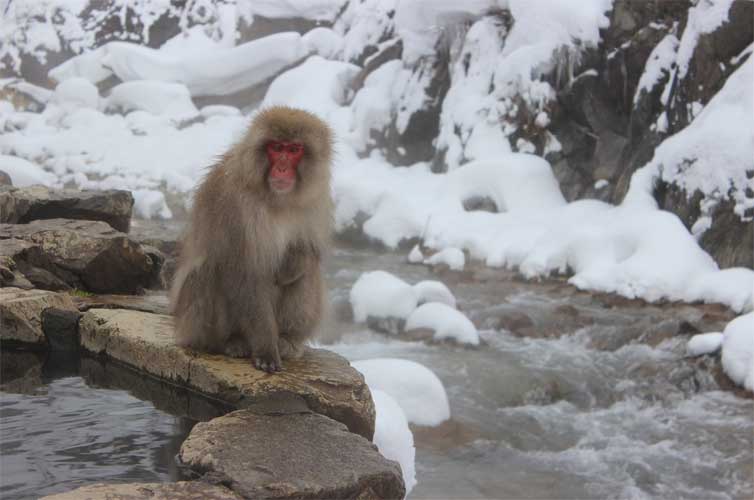 snow-monkey-park