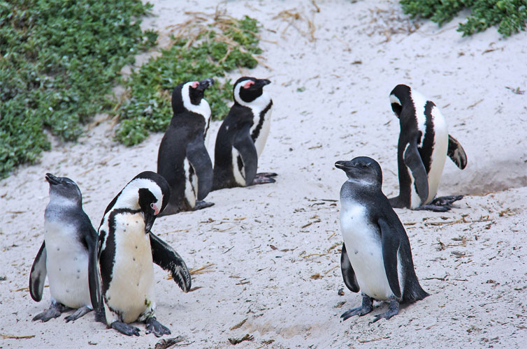 penguin-boulder-beach