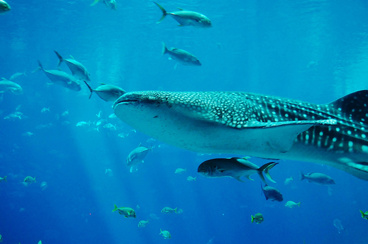 Whale-Shark-Paradise-Tropical-Thailand
